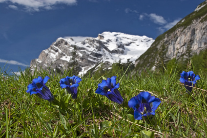 Enzian im Gebirge